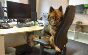 Unser Büro Hund